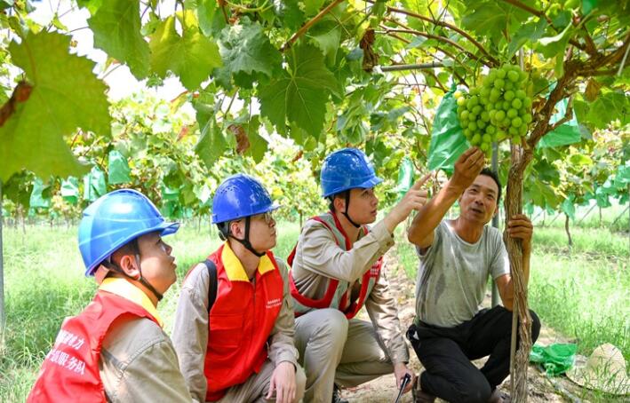 國網(wǎng)閩清縣供電：農(nóng)戶采收忙 電力保供應