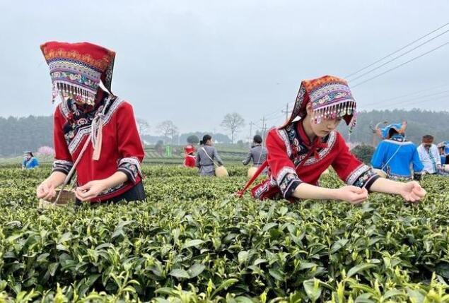 貴州鳳岡縣：電力賦能 茶香滿(mǎn)溢